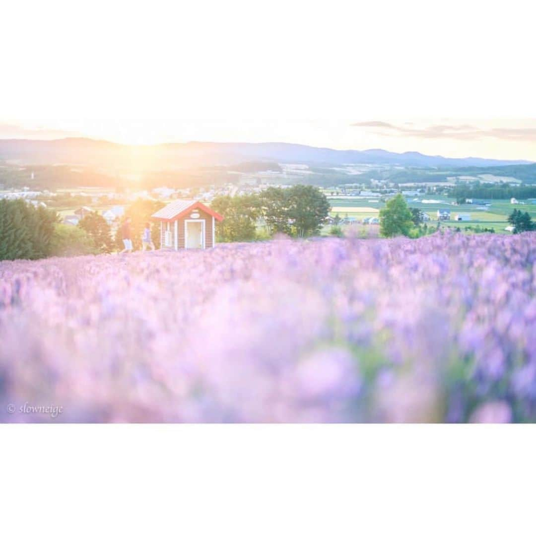 はなまっぷ❁日本の花風景さんのインスタグラム写真 - (はなまっぷ❁日本の花風景Instagram)「🌻🌺はなまっぷの夏まつり🌺🌻 * @slowneige さんの 夏の花々に花まるを💮 * 暑さに負けずに咲き誇る素敵な夏の花々をありがとうございます😊🌺 * #北海道 * 見頃を過ぎた場所もご紹介させていただきます🌸お出かけの際はHP等で開花状況をご確認お願いします🙏 * 🌈•••🌺•••🌻•••🌺•••🌻•••🌺•••🌈 * 🌺はなまっぷの夏まつり🌺 〜8/31まで #はなまっぷ  のタグの中から、夏のお花のお写真をご紹介させていただきます。期間中はランダムに、複数枚投稿でもご紹介させていただく場合がございます。 * #夏#日本#花#花畑#風景 * 🌈•••🌺•••🌻•••🌺•••🌻•••🌺•••🌈 *」8月28日 8時04分 - hanamap