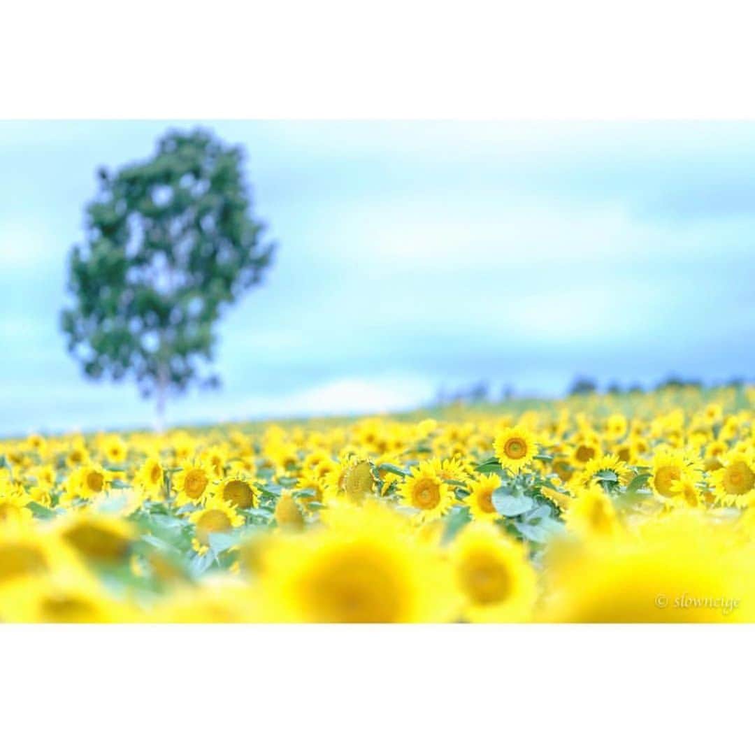はなまっぷ❁日本の花風景さんのインスタグラム写真 - (はなまっぷ❁日本の花風景Instagram)「🌻🌺はなまっぷの夏まつり🌺🌻 * @slowneige さんの 夏の花々に花まるを💮 * 暑さに負けずに咲き誇る素敵な夏の花々をありがとうございます😊🌺 * #北海道 * 見頃を過ぎた場所もご紹介させていただきます🌸お出かけの際はHP等で開花状況をご確認お願いします🙏 * 🌈•••🌺•••🌻•••🌺•••🌻•••🌺•••🌈 * 🌺はなまっぷの夏まつり🌺 〜8/31まで #はなまっぷ  のタグの中から、夏のお花のお写真をご紹介させていただきます。期間中はランダムに、複数枚投稿でもご紹介させていただく場合がございます。 * #夏#日本#花#花畑#風景 * 🌈•••🌺•••🌻•••🌺•••🌻•••🌺•••🌈 *」8月28日 8時04分 - hanamap