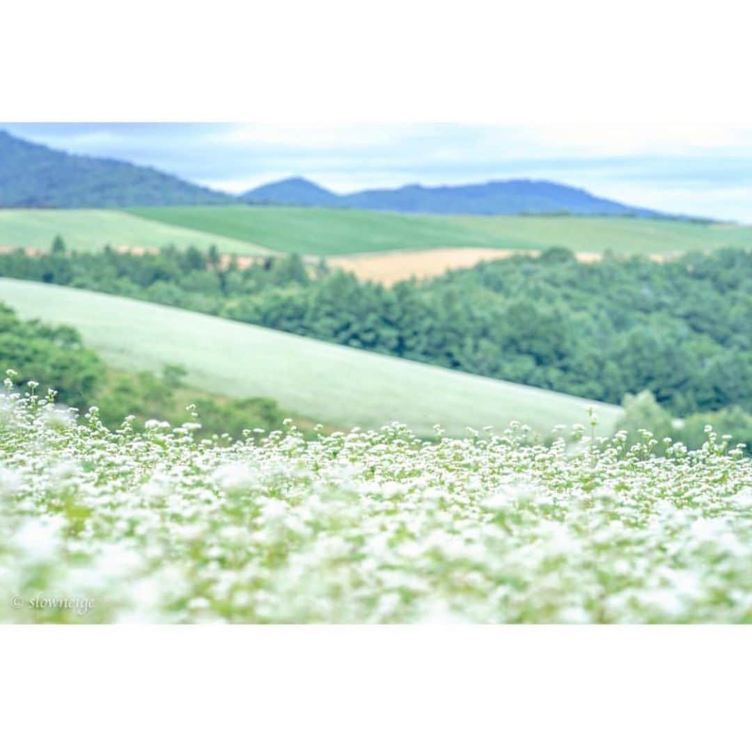 はなまっぷ❁日本の花風景さんのインスタグラム写真 - (はなまっぷ❁日本の花風景Instagram)「🌻🌺はなまっぷの夏まつり🌺🌻 * @slowneige さんの 夏の花々に花まるを💮 * 暑さに負けずに咲き誇る素敵な夏の花々をありがとうございます😊🌺 * #北海道 * 見頃を過ぎた場所もご紹介させていただきます🌸お出かけの際はHP等で開花状況をご確認お願いします🙏 * 🌈•••🌺•••🌻•••🌺•••🌻•••🌺•••🌈 * 🌺はなまっぷの夏まつり🌺 〜8/31まで #はなまっぷ  のタグの中から、夏のお花のお写真をご紹介させていただきます。期間中はランダムに、複数枚投稿でもご紹介させていただく場合がございます。 * #夏#日本#花#花畑#風景 * 🌈•••🌺•••🌻•••🌺•••🌻•••🌺•••🌈 *」8月28日 8時04分 - hanamap