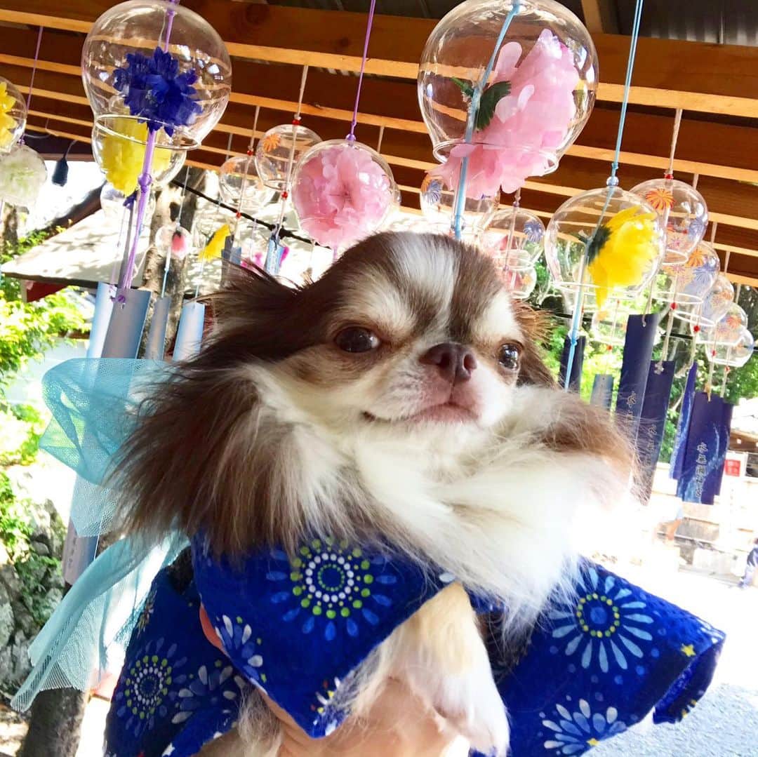 kayoのインスタグラム：「* * 風鈴の中にお花が入ってるの 可愛かった😍🎐🌻🌸🌼✨✨✨ * * Lychee💗🎐 * * #風鈴 #furin * #chihuahua#chihuahualove#dogstgram#dog#instadog#チワワ#チワワ大好き * *」