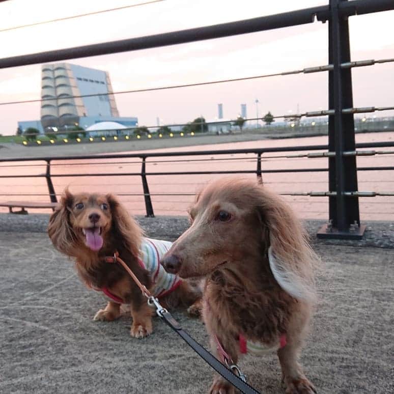 くるみんのインスタグラム：「* ①散歩のつづき 綺麗な夕焼け🌅は一瞬 ②真っ赤な空が5分後には ③暗くなっちゃった  #ミニチュアダックスフンド #ミニチュアダックスフント #ミニチュアダックス #イザベラタン #イザベラ #カニンヘンダックスフント #カニンヘン #カニンヘンダックス #カニンヘンダックスフンド #チョコタンダックス #チョコタン #ダックス多頭飼い #ダックスフント #ダックスフンドカニンヘン #ダックスフンド #ダックス #いぬばか部 #いぬすたぐらむ #短足部 #わんこなしでは生きていけません会 #all_dog_japan #east_dog_japan #dachshundgram #dachshund #dachs #dogstagram #inustagram #instagramdog #instadachs #todayswanko」