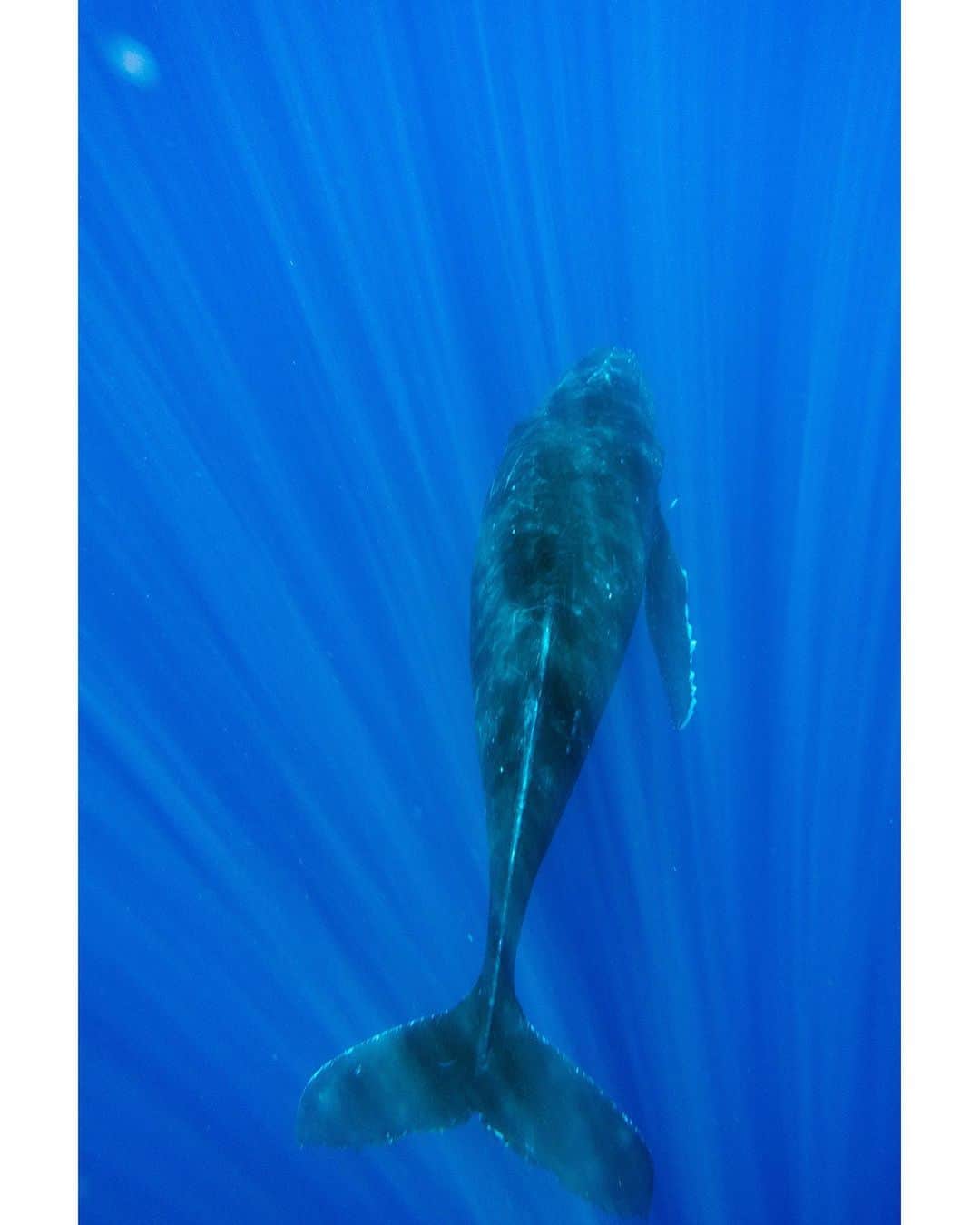 キム・ジョーンズさんのインスタグラム写真 - (キム・ジョーンズInstagram)「Just did the most amazing thing ever ... swam with a humpback whale 🐋 ... all carefully supervised with professionals the sound was beyond thanks @changderson for the photos 🐳💙🐳」8月28日 8時13分 - mrkimjones