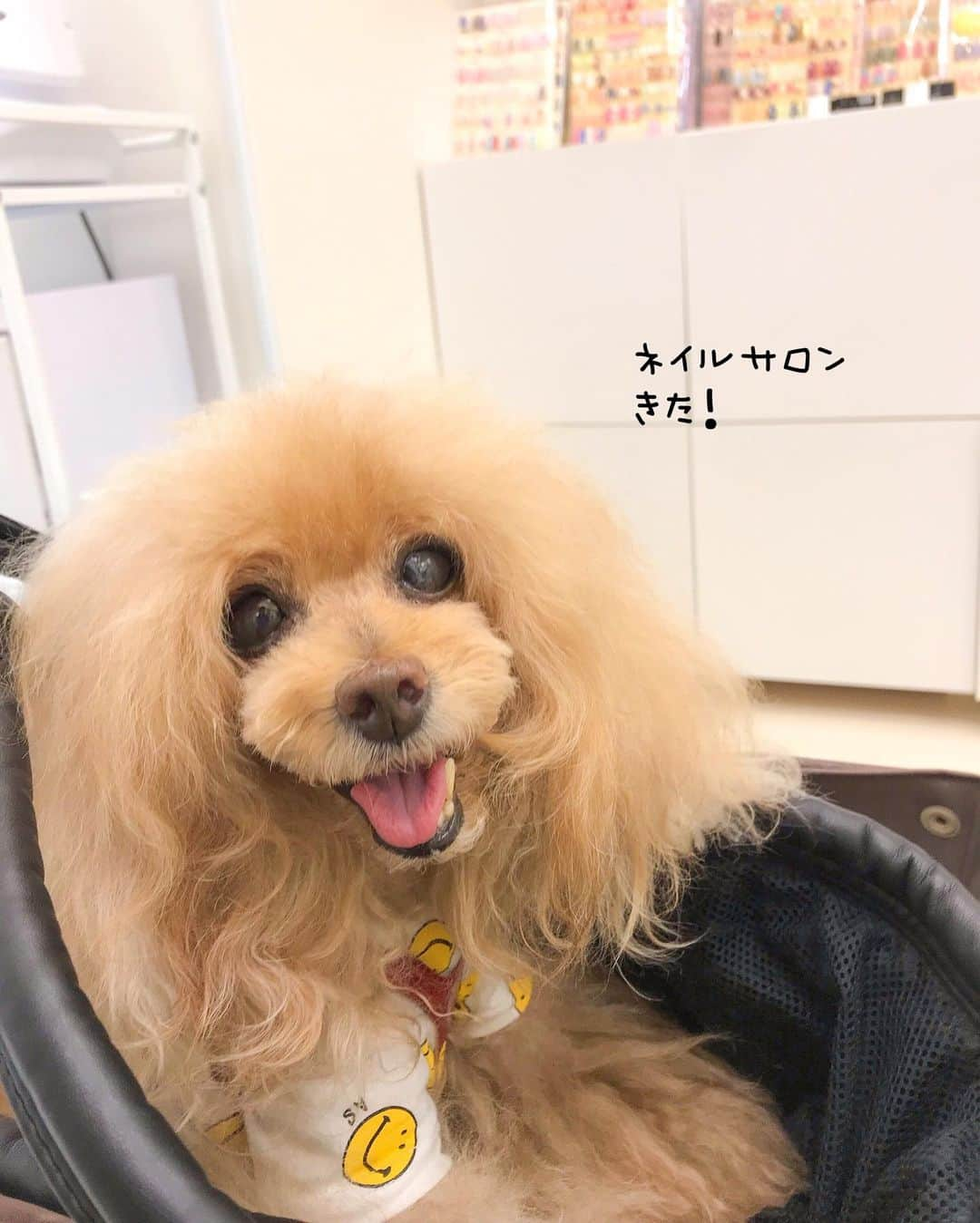 Toypoodle Mikuru?Asakusa Tokyoのインスタグラム