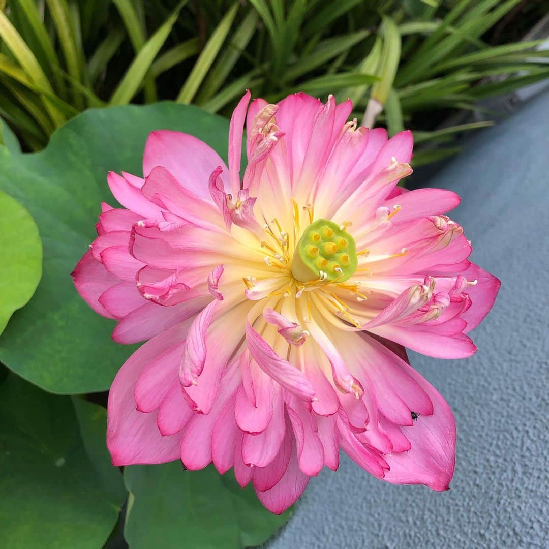南早苗さんのインスタグラム写真 - (南早苗Instagram)「清らかな心。晴れの日も雨の日もいつまでも強く美しく咲いてね。 #蓮の花」8月28日 8時22分 - minamisanae