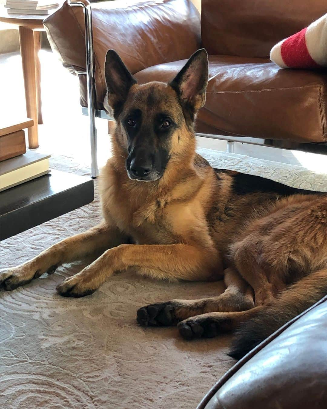 ロバート・パトリックさんのインスタグラム写真 - (ロバート・パトリックInstagram)「Was yesterday #internationaldogday ? So we are a day late, we were working!! “Blitz” #germanshepherd」8月28日 8時32分 - ripfighter