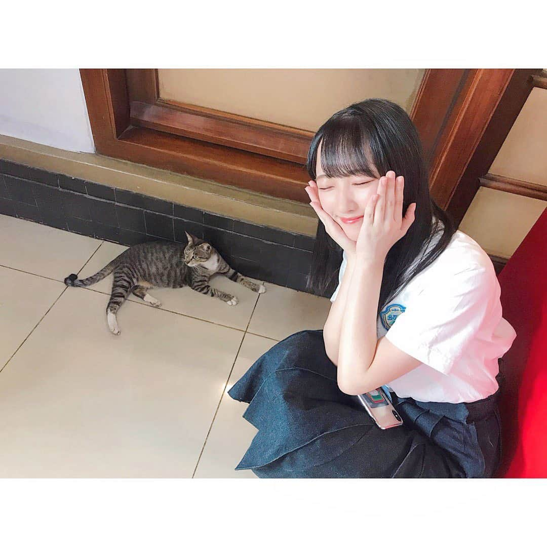 石田千穂さんのインスタグラム写真 - (石田千穂Instagram)「． インドネシアの猫ちゃん みんな可愛い（ ｉ _ ｉ ）♡ 小顔（ ｉ _ ｉ ）♡ 私に興味なさそう（ ｉ _ ｉ ）♡ かわいい（ ｉ _ ｉ ）♡ ． #インドネシア #インドネシア旅行 #ジャカルタ #女子旅 #ねこ #猫 #cat #かわいい #bhinnekatunggalika #Jakarta #kucing #cantik #idol #STU48 #石田千穂」8月28日 8時46分 - chiho_ishida