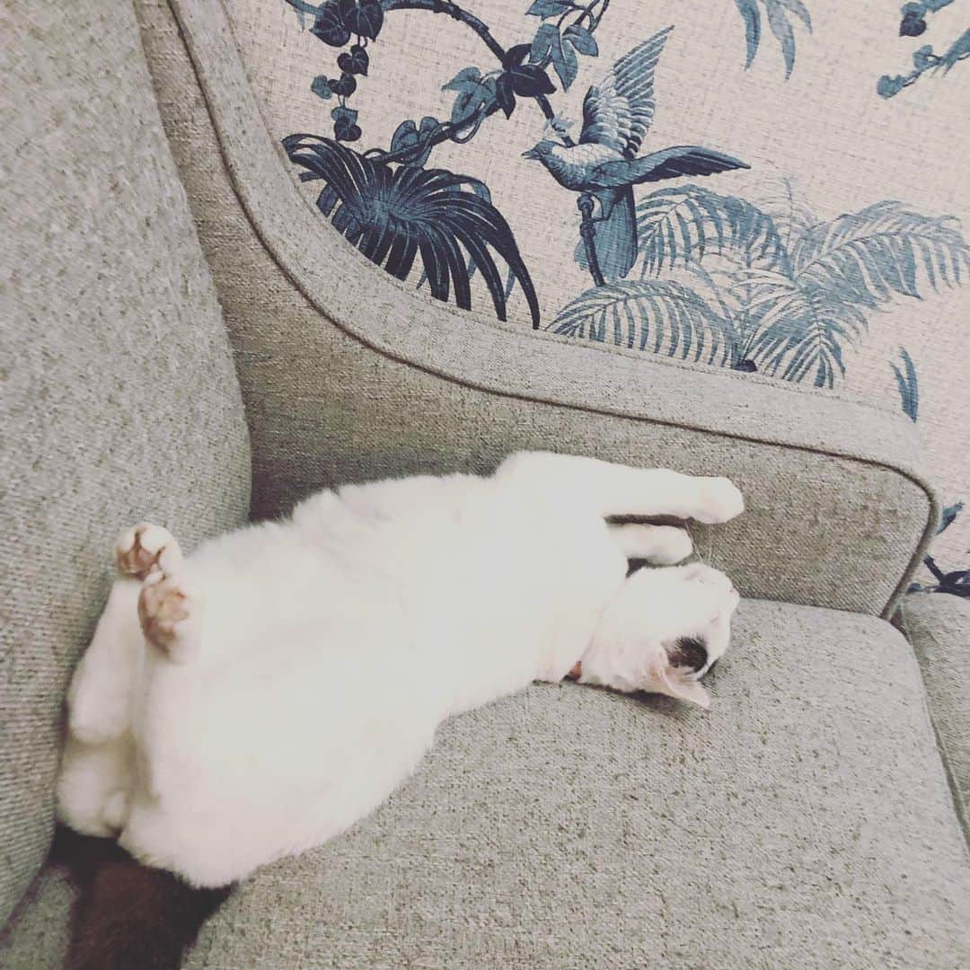 Siznaのインスタグラム：「#dura #cat #づら #猫 #sizna #雑種 #元地域猫 #ヅラ #ヅラ猫 #ヅラ猫部 #にゃんスタグラム #猫変態を増やそうの会 #続寝た」
