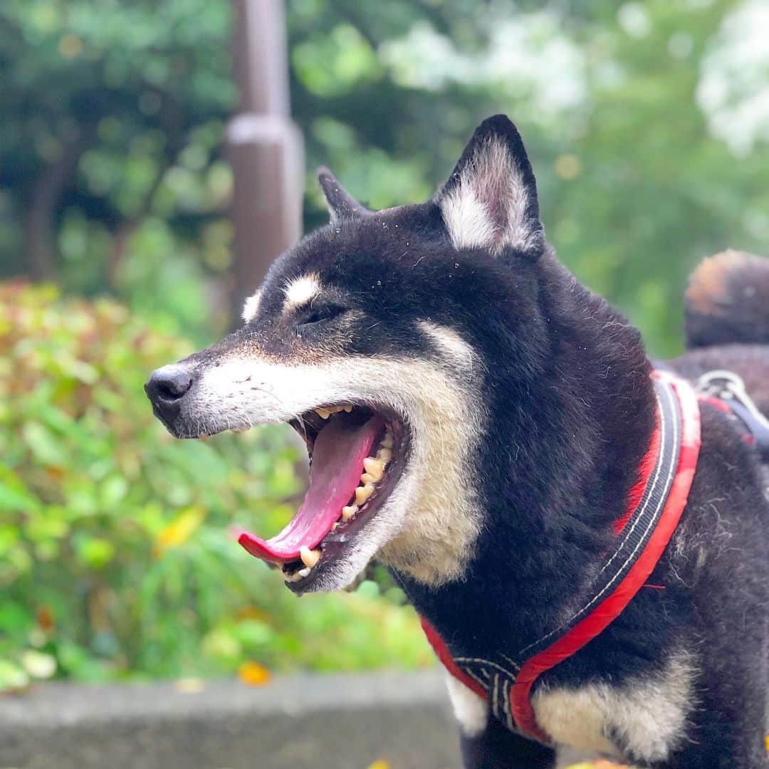 小川博永さんのインスタグラム写真 - (小川博永Instagram)「雨上がりの朝。  #今朝まる #ししまる #dog #dogs #柴犬 #黒柴」8月28日 9時04分 - ogawahironaga