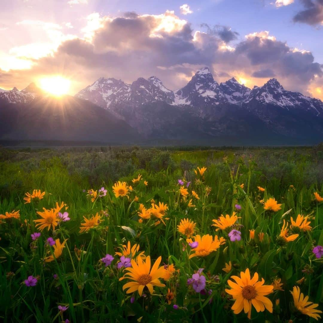 アメリカ内務省さんのインスタグラム写真 - (アメリカ内務省Instagram)「No, it’s not a dream. It’s Grand Teton #NationalPark in #Wyoming. With jagged peaks rising above the wide, flat plain like the mental definition of mountains, the Grand Tetons are a stunning sight from first light to dark night. The tallest mountain in the range, the #GrandTeton, stands 13,775 feet tall. It can be viewed from most places in the park and is a popular climbing attraction -- every year thousands of people visit the park hoping to reach its summit. That sounds awesome, but for now, this view from a wildflower meadow seems just right. Photo @GrandTetonNPS by Kim Dessoliers (www.sharetheexperience.org). #travel #FindYourPark #usinterior」8月28日 9時05分 - usinterior