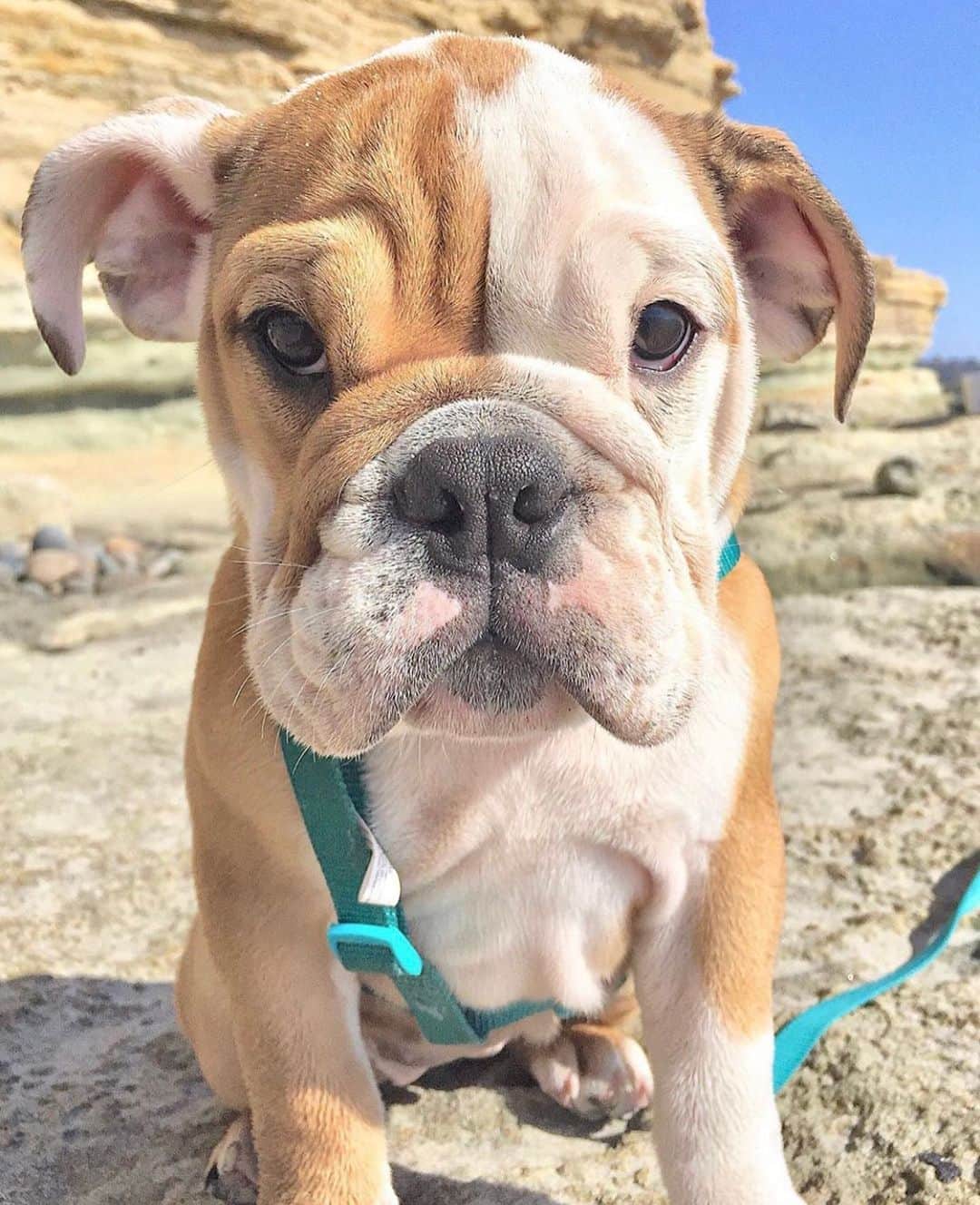 Bodhi & Butters & Bubbahのインスタグラム：「California dreamin’ 🐶🌊 . . . . . #sun #surf #sand #bulldog #california #dream #dogsofinstagram @mrtank2015」