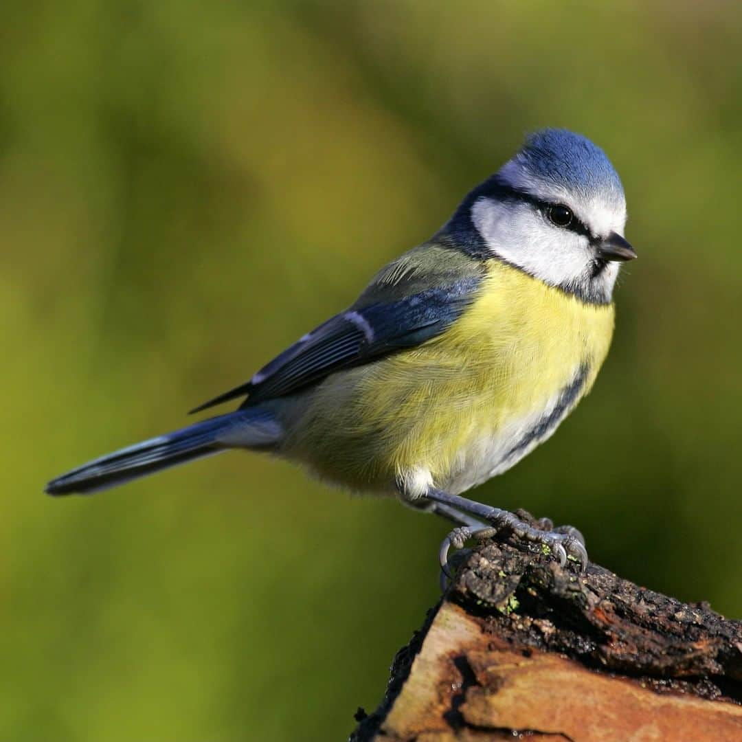 アニマルプラネットさんのインスタグラム写真 - (アニマルプラネットInstagram)「This tomtit is just absolutely stunning. These tiny birds are known for their big heads and small bills! . . . . . . #animalplanetupclose #animalsofinstagram #animalplanet #animaloftheday #wild #wildlife #outdoors #animals #wildanimals #conservation #nature #animallovers #instanature #wildgeography #tomtit #birdsofig #bird」8月28日 1時00分 - animalplanet