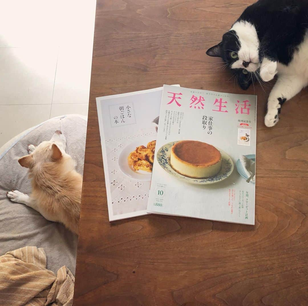 パンといっぴきさんのインスタグラム写真 - (パンといっぴきInstagram)「㊗️「天然生活」復刊🎉！私は別冊付録の"小さな朝ごはんの本" で、パンケーキとフレンチトーストのレシピを紹介しています。ぜひ🥞  #天然生活」8月28日 1時56分 - kwhr725