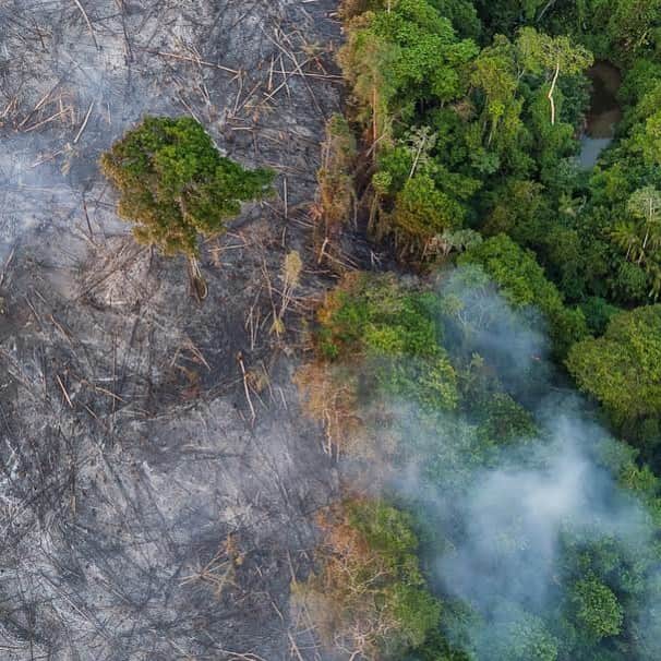 ヒラリー・クリントンさんのインスタグラム写真 - (ヒラリー・クリントンInstagram)「If you're worried about the fires in the Amazon, here's a good way to help: pitch in to the new emergency Amazon Forest Fund from @earthalliance to support local groups working on the ground to protect the forest. Go to ealliance.org to learn more. 🌿」8月28日 2時28分 - hillaryclinton