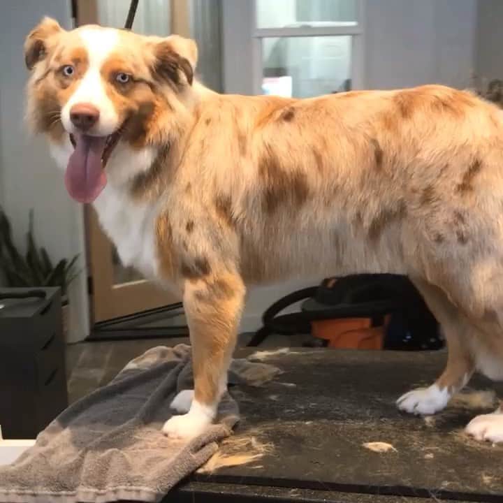 Dogs by Ginaのインスタグラム：「Murphy 🐾」