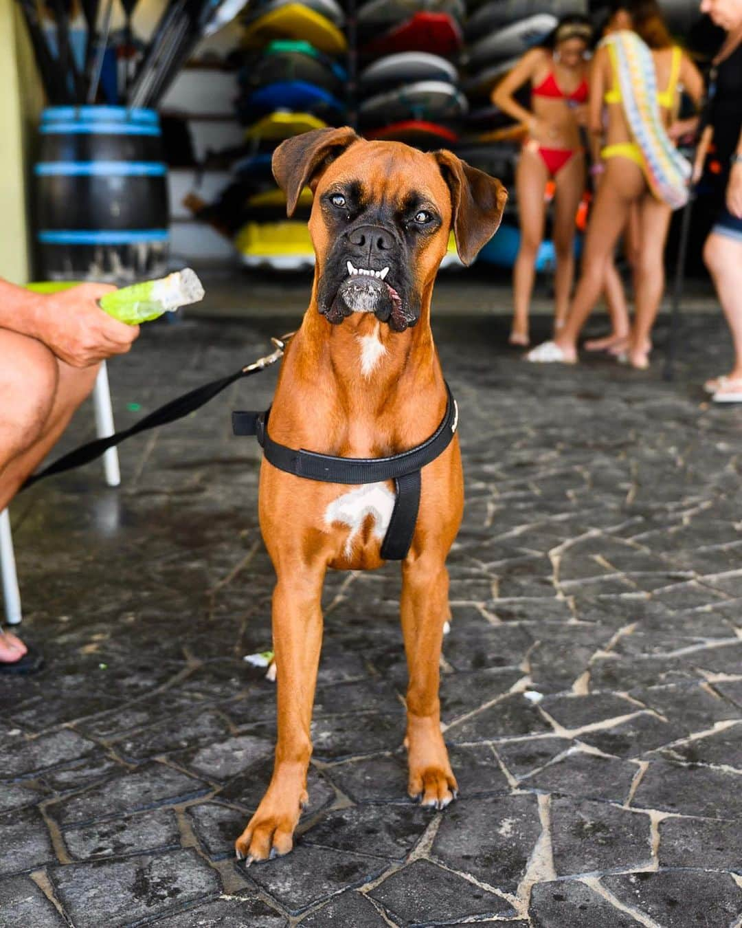 The Dogistさんのインスタグラム写真 - (The DogistInstagram)「Mickey, Boxer (1 y/o), Topsea Beach, Tel Aviv, Israel • “She’s surfs (not alone) but she needs more lessons.”」8月28日 3時21分 - thedogist