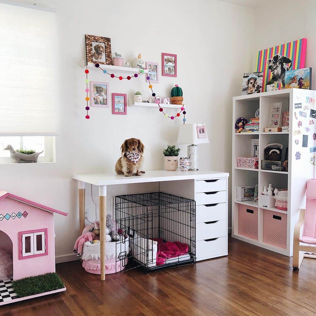 DogsOf Instagramのインスタグラム：「STORY TAKEOVER! “Hi, I’m Penny! Welcome to my crib- lemme show you around!” Writes @onecentween // Tap our Stories and check out Penny’s incredible digs! #dogsofinstagram」