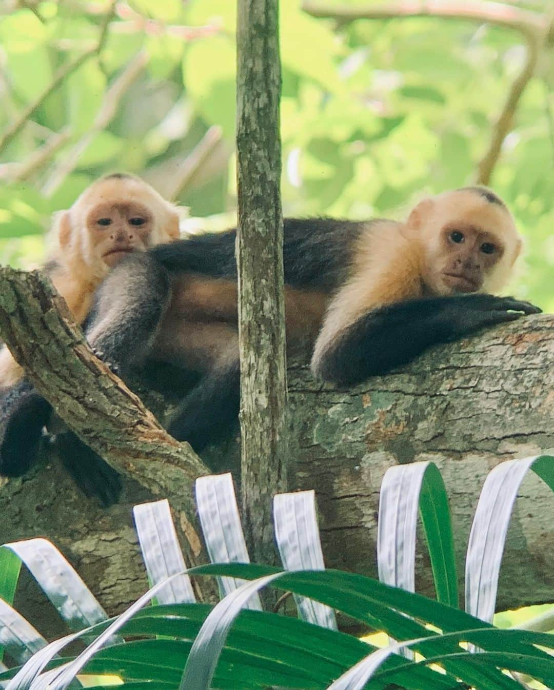 ポピー・デルヴィーニュさんのインスタグラム写真 - (ポピー・デルヴィーニュInstagram)「Dreamt of you last night; your nodding palms, my soggy feet 💚 #CostaRica, even in your rainy season, you have my heart」8月28日 4時00分 - poppydelevingne