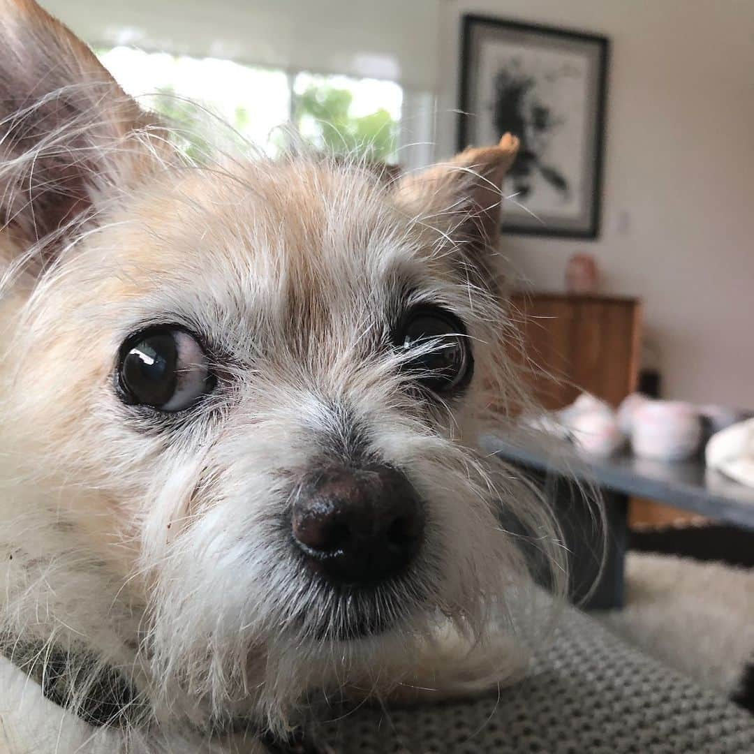 クリステン・リッターさんのインスタグラム写真 - (クリステン・リッターInstagram)「Did someone say it’s National Dog Day?!!?! My great love, #mikeymohawk ❤️❤️❤️🐶」8月28日 5時53分 - therealkrystenritter