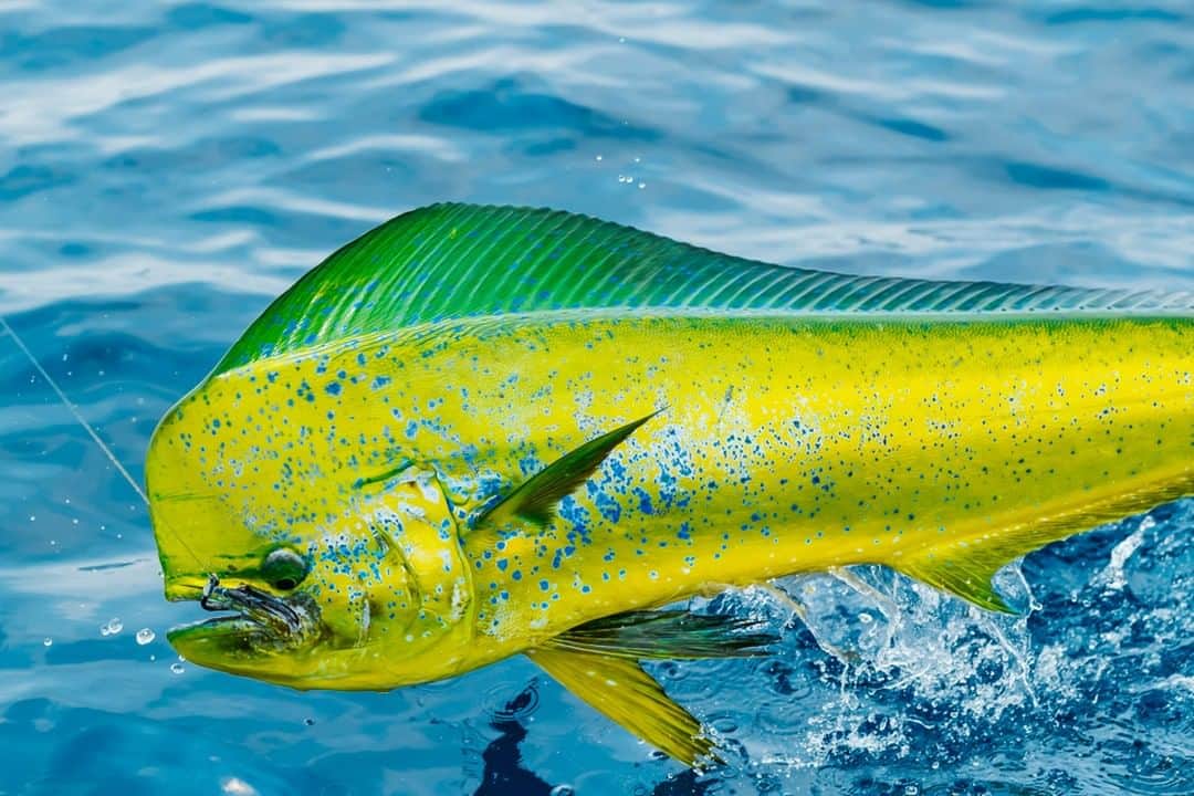 Costa Sunglassesのインスタグラム：「Mining gold. 📷: @austincoit #SeeWhatsOutThere」