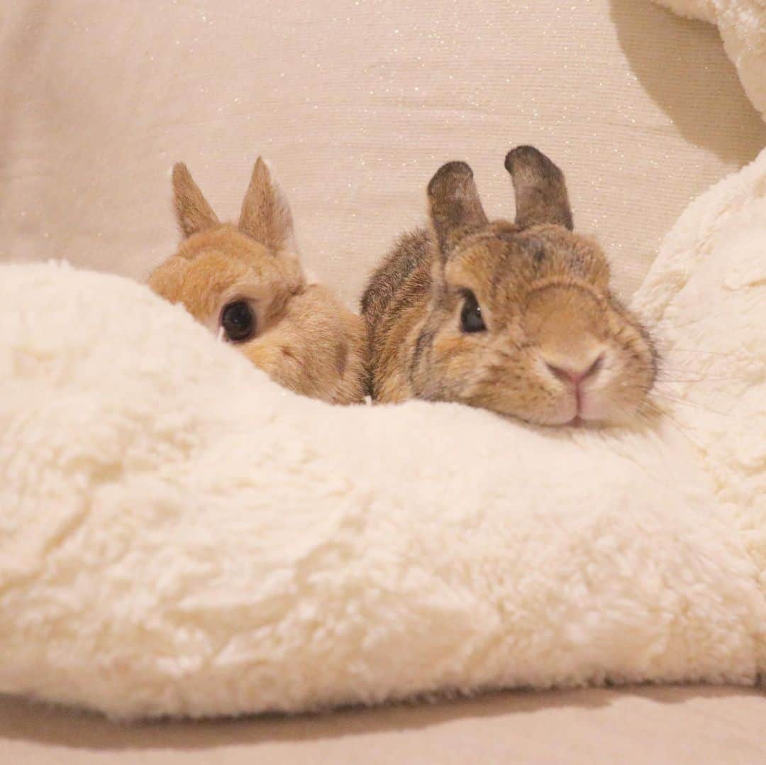 うー & なー ❤️ウチムラさんのインスタグラム写真 - (うー & なー ❤️ウチムラInstagram)「* 🐨「おはよでしゅ♪ぼくたち、いいこでお留守番がんばりましゅ！」 * #bunny #rabbit #kiwi #bigeyes #animal #coala #pets #bunnystagram #rabbitstagram #動物 #うさぎ #キウイ #コアラ #タワシ #9歳 #シニア#うさぎのウチムラ #ミニウサギ#canonEOSM100」8月28日 6時59分 - uu_una_mina