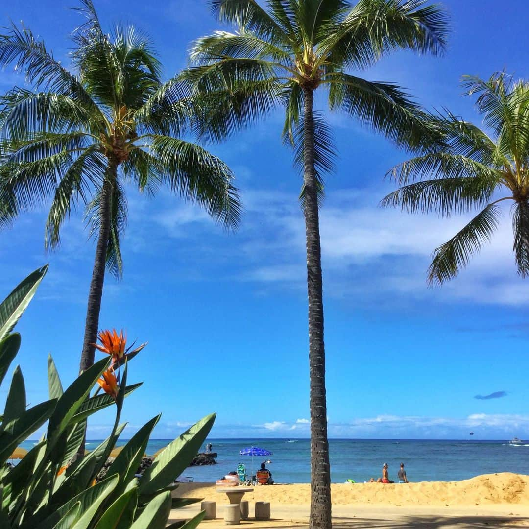 Belle Vie Hawaiiさんのインスタグラム写真 - (Belle Vie HawaiiInstagram)「今朝のワイキキビーチの様子🏖﻿ ﻿ 鳥の頭の形に見えるバード・オブ・パラダイスが﻿ 綺麗に咲いていました😊﻿ 日本語名では極楽鳥花というそうです💐﻿ ﻿ ﻿ ﻿ ﻿ ﻿ ﻿ ﻿ ﻿ ﻿ ﻿ #belleviehawaii #hawaii﻿ #waikiki #waikikibeach﻿ #aloha #honolulu﻿ #birdofparadise﻿ #oahuhawaii #oahulife﻿ #hawaiilife #honoluluhawaii﻿ #ハワイ #ベルヴィー﻿ #ハワイ旅行 #ハワイ好き﻿ #極楽鳥花 #ビーチ﻿ #ハワイ大好き #アロハ﻿ #ハワイの思い出 #ハワイ情報﻿ #ハワイ土産 #ハワイ行きたい﻿ #ワイキキ #ワイキキビーチ﻿ #ホノルル #ハワイ生活﻿ #ハワイ好きな人と繋がりたい」8月28日 7時22分 - belleviehawaii