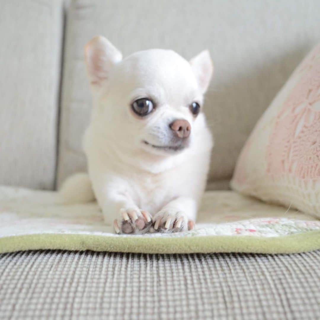 KORIKIのインスタグラム：「おはようございます♪ * #dogofsapporo #dog, #dogs, #dogstagram,#chihuahua,#犬バカ部,#チワワ,#koriki, #hanadog #白スムチ連合会, #スムチー,  #dogofthedayjp, #dogoftheday  #ilovemydog #instadog #instapet #WhiteChihuahua  #吉娃娃 #치와와  #dogsofinstagram #Chihuahualover  #ชิวาวา #チワワの輪 #barkbox #WhiteChihuahuaParty #もふもふモフモフ」