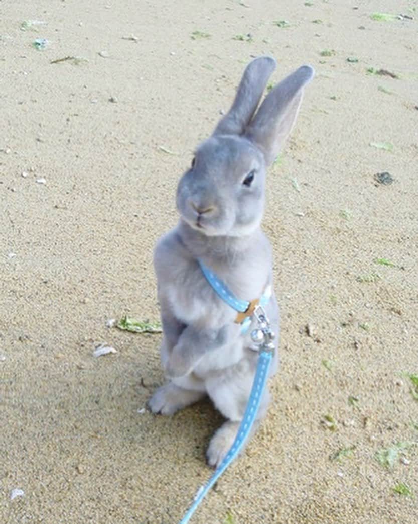 Kayoのインスタグラム：「お友達が教えてくれたお皿たち♡ このちびさくとちょっと似てるかも(親バカ) 耳の大きさもミニレッキス的♡」
