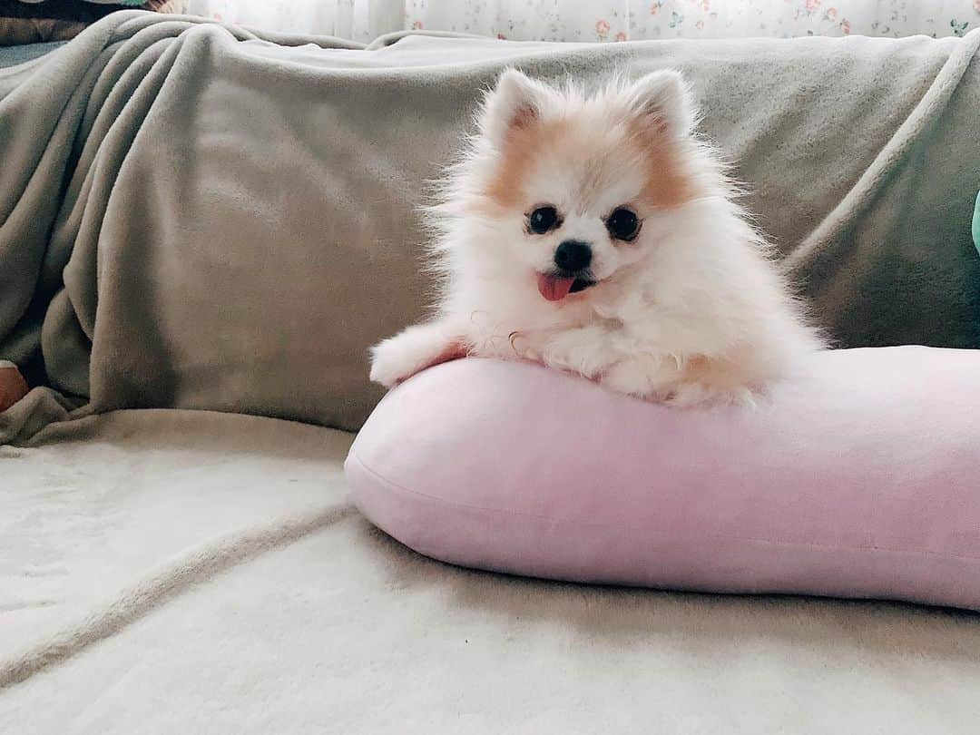 r_oseのインスタグラム：「Couch potato🐰〰️」