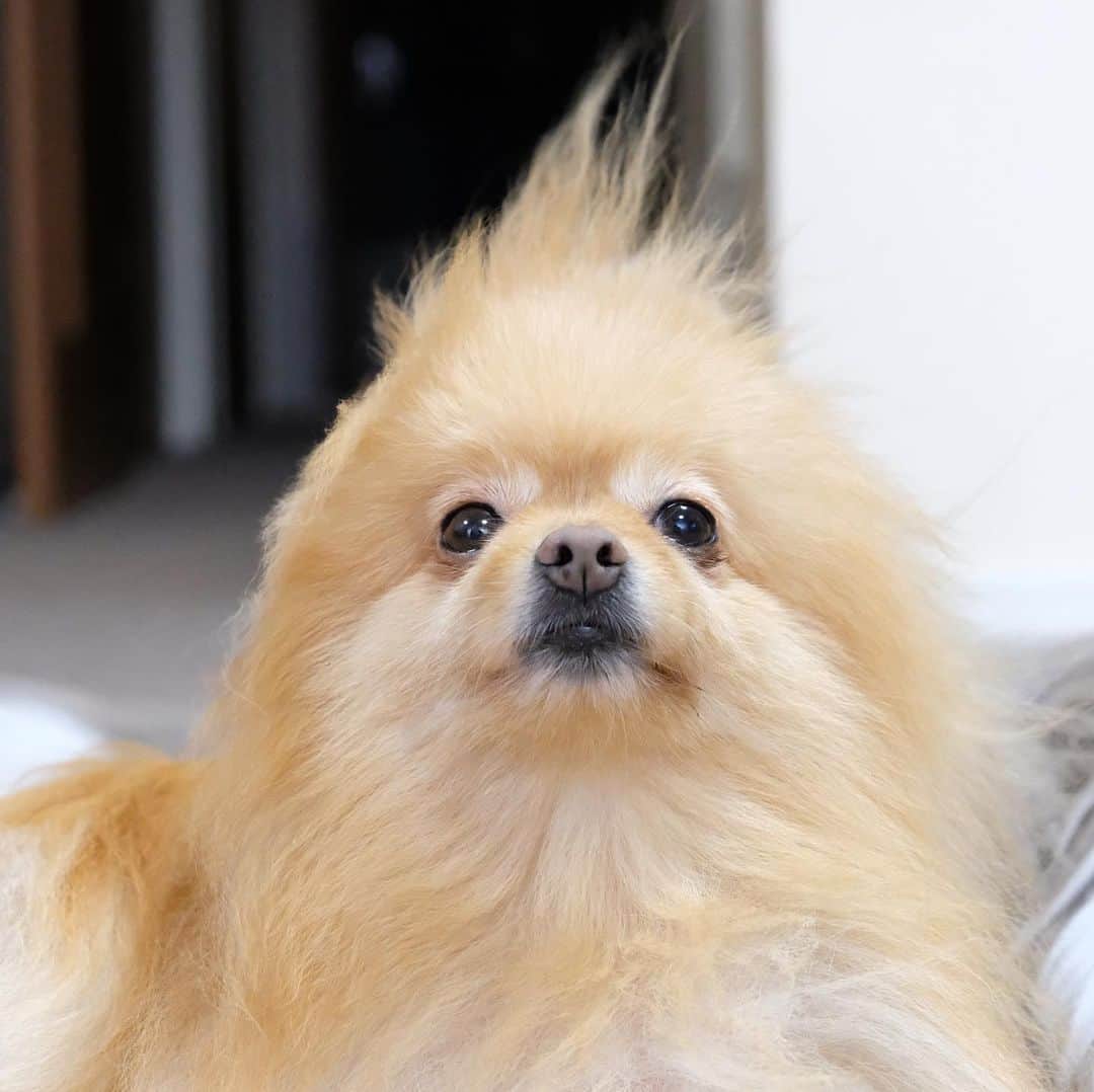 Hanaさんのインスタグラム写真 - (HanaInstagram)「ブログ更新しました♪ プロフィールから飛べます🚀 http://kedamakyoudai.blog.jp/ * ゴゴゴゴッ… 🐶🔥 * 燃えろ♪ 良い女ぁ〜♪ * * #Pomeranian#pom#pompom#pomstagram#pets#dogs#doglover#dogsofinstagram#dogstagram#Japan#Kawaii#fluffydog#ポメラニアン#犬#いぬら部#pecoいぬ部#포메라니안#もふもふ#ふわもこ部#cute#cutedog#funny#funnydog#いぬのきもち#犬と猫」8月28日 18時15分 - mofu2family