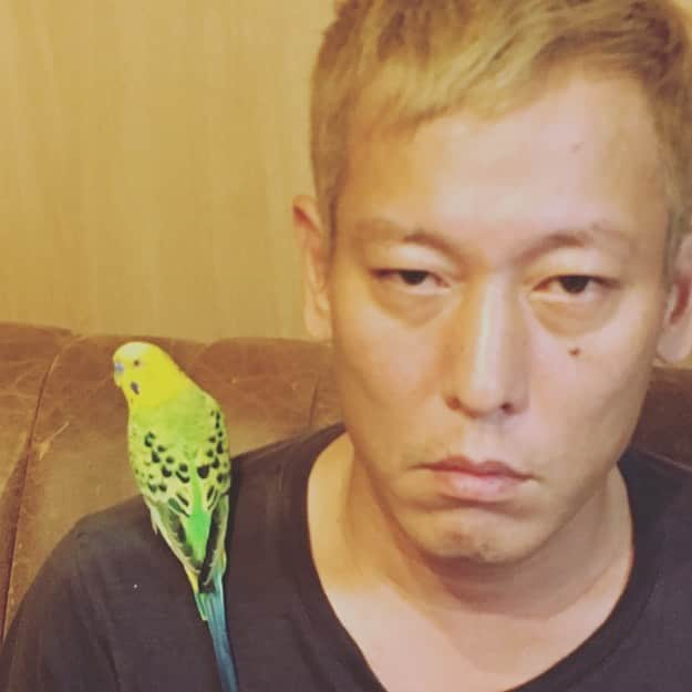 じゅんいちダビッドソンさんのインスタグラム写真 - (じゅんいちダビッドソンInstagram)「知り合いからインコ預かったら、ずっとここにおる、誰か助けて。 まじで  #インコ」8月28日 18時27分 - 0204junich_davidson_official