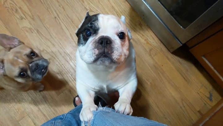 Manny The Frenchieのインスタグラム：「Tag someone as needy as I am! 😂  #givemeattention」