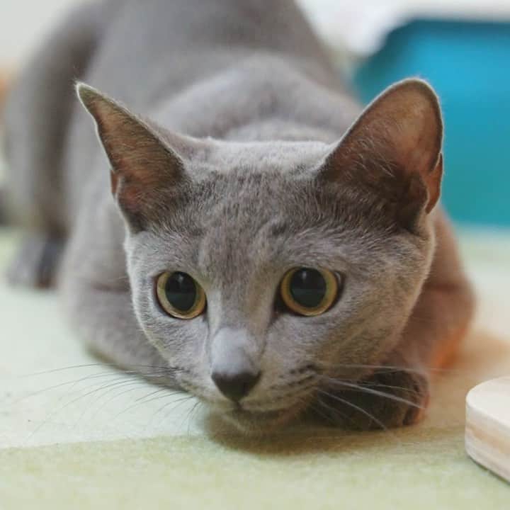 マアルのインスタグラム：「セレナさん #🐈 #猫好きさんと繋がりたい #北海道 #旭川 #ロシアンブルー #猫ホテル」