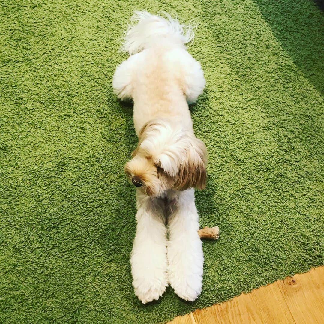 北山陽一のインスタグラム：「おはようございます。こっちみない。#きたやまおもち」