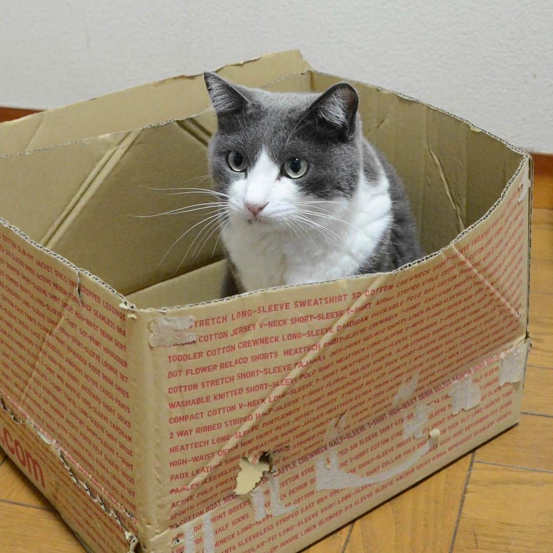 やふさんのインスタグラム写真 - (やふInstagram)「ももさ〜ん、その箱片付けますよ！ 「イヤだ」 . #cat #neko #catlovers #catsofinstagram #catstagram #instacat #猫 #ねこ #ネコ #保護猫 #もも」8月28日 11時34分 - kyafy