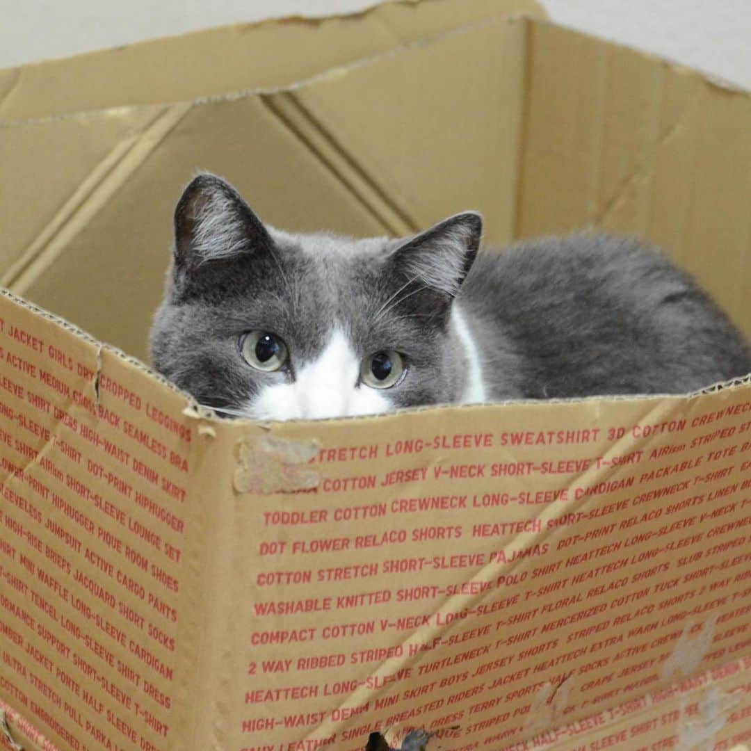 やふさんのインスタグラム写真 - (やふInstagram)「ももさ〜ん、その箱片付けますよ！ 「イヤだ」 . #cat #neko #catlovers #catsofinstagram #catstagram #instacat #猫 #ねこ #ネコ #保護猫 #もも」8月28日 11時34分 - kyafy