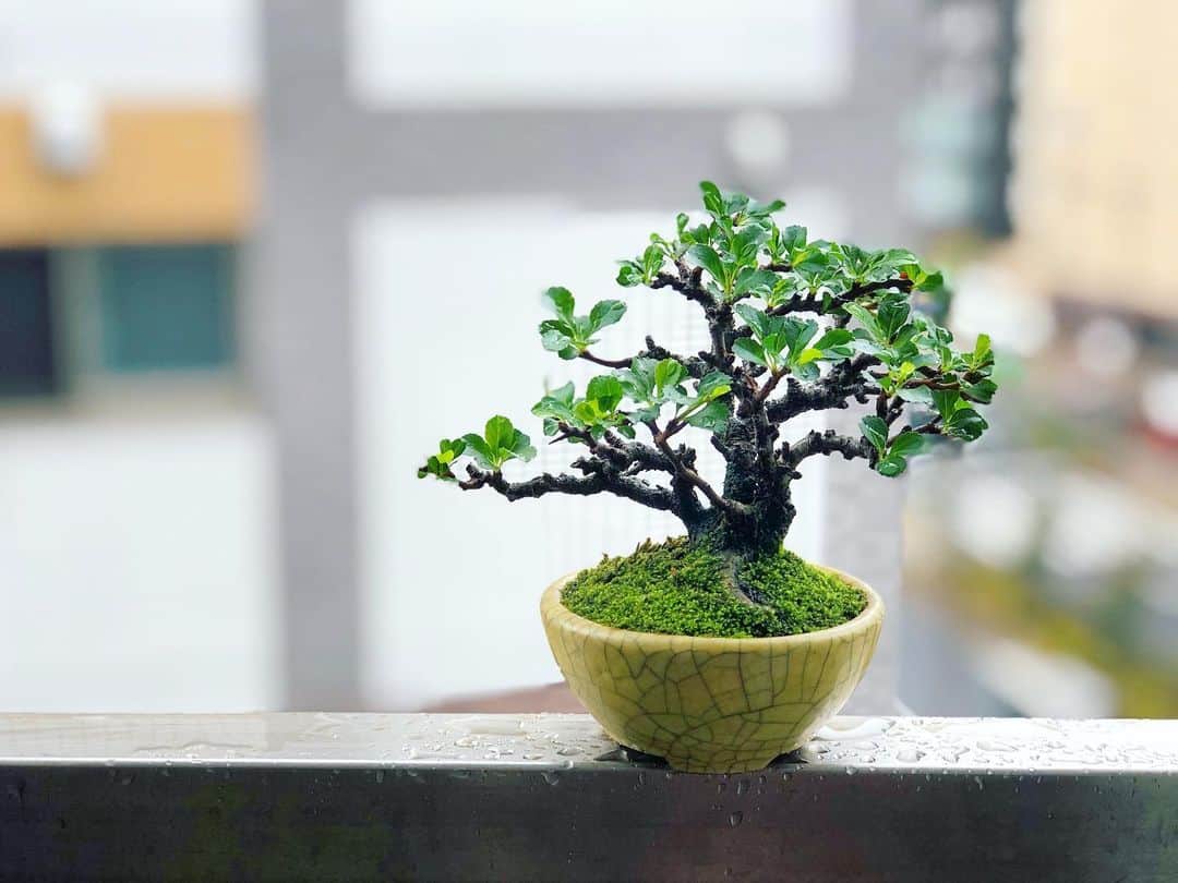 金成公信のインスタグラム：「長寿梅完全復活。 #長寿梅 #チョウジュバイ #盆栽 #bonsai #bonsaijapan #japanesebonsai #wabisabi #bonsailovers #bonsailife #bonsaitree #bonsaiart #bonsaigram #bonsaiworld #plants #tree #greenlife #greenlifestyle」