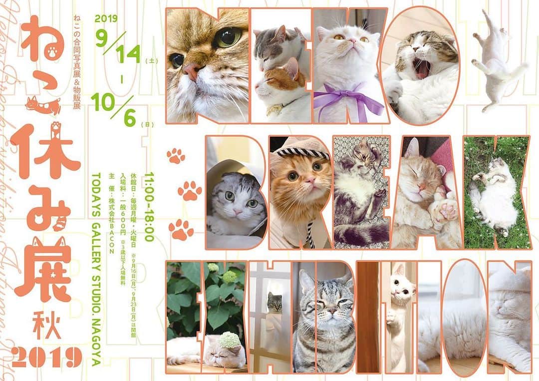 プンクマさんのインスタグラム写真 - (プンクマInstagram)「次は9月14日から名古屋ですよ。 #ねこ休み展 #ねこ休み展in名古屋 #猫 #ねこ #cat #catstagram #catsofinstagram」8月28日 12時32分 - pnkm913