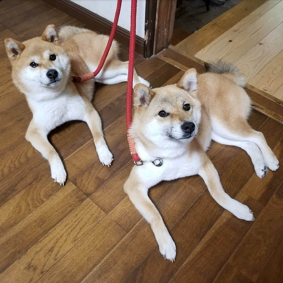 柴犬たま Shibainu Tamaさんのインスタグラム写真 - (柴犬たま Shibainu TamaInstagram)「九州北部は大雨で被害も出ていますが、 たまミケは安全な場所でいつも通り過ごしています🐶🐶 * 今後も大雨・土砂災害・河川の氾濫・浸水被害などの危険性がありますので、該当地域の方々は十分注意して早めの対策を😣💦 * #柴犬たま #たママ #たま家族 #柴犬ミケ #親子シンクロ #似た者親子 #仲良し親子 #かなりひし形 #柴犬 #shiba #shibainu #shibastagram #犬 #dog #多頭飼い」8月28日 12時46分 - tama7653