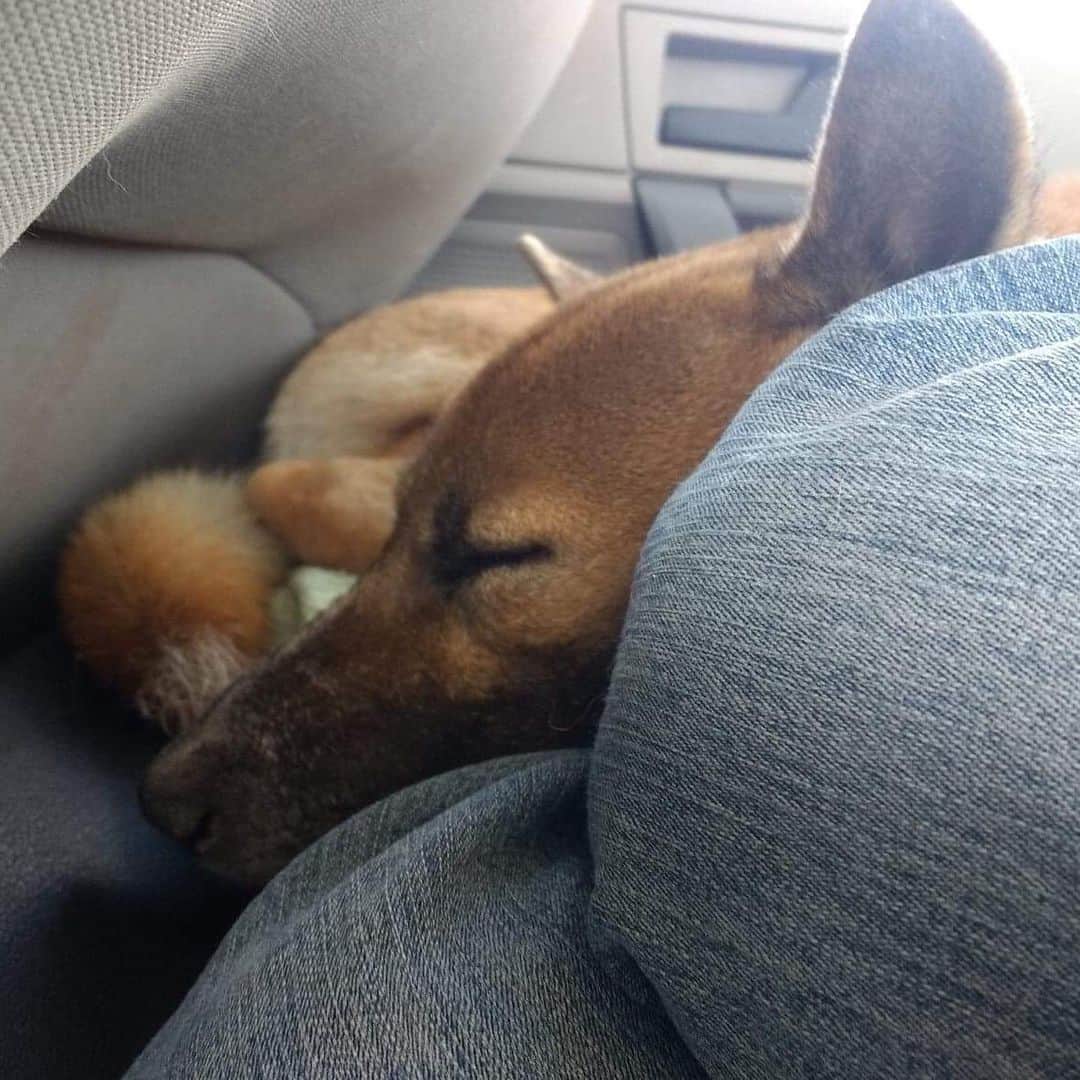 Rylaiさんのインスタグラム写真 - (RylaiInstagram)「Rescue update!!! Did you know that The JABCECC support the rescue of New Guinea Singing Dog?  We have been assisting in the transport and placement of a Singing dog named Finn.  He was currently being fostered by our colleagues at Keepers of the Bond and needed to get from Ohio to out west to meet his new forever mama, Ann. This was one of those from a tragedy comes light. Ann, a long time singer owner and supporter of many many rescues recently lost her singer named Finn.  Well, there was another Finn that was living with a lady who passed away.... so Finn2 or F2 (as I call him) was destined to be with Ann out west.... but we had to get him to her... middle of summer, can’t fly him, a few medical emergencies delayed the transport.... and then finally... late last night F2 was safely in his new forever home- making himself comfy in bed with his new family!!! . As everyone hears me say over and over again- it takes a village.... and we need to support each other in conservation work. We had a $500 donation specified for singer rescue in our primitive dog rescue fund.... Keepers of the Bond, Deneen Ansley and  @msandif dedicated their time to transport him across the country!! And the new owner Ann provided financial support as well.... together we were able to have a successful rescue.... TOGETHER we can accomplish so much!!!! TOGETHER we are stronger!!! . Singer rescue is something that Amy, the Co-founder, is very passionate about. Finding good homes for singers and finding singers that need good homes is a huge aspect of her work at the center. Today was a win for the Singer community, for non-profits working together, for humans supporting each other, for helping canids!!!! Because we owe them more!! . Our primitive dog rescue fund is depleted now!!! If you would like to donate to help support our rescues, please go to the website www.jabcecc.org - because TOGETHER WE WILL!! . . #donate #rescue #support #nonprofit #finn #finn2 #f2 #lovedogs #savedogs #dogsofig #adopt #primitivedogs #ngsd #newguineasingingdogs #jabcecc #rescuefund #sandiego #singers #love #help #togetherwecan #fundraiser #grandopening #volunteer #transport #dedication Photos by @msandif」8月28日 12時53分 - jabcecc