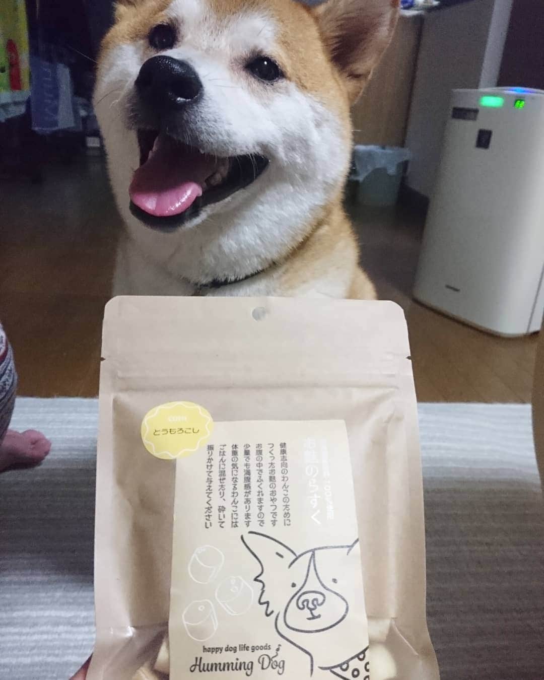 柴犬⭐️サスケのインスタグラム