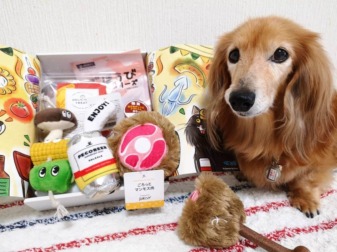 ?モデル?大地?さんのインスタグラム写真 - (?モデル?大地?Instagram)「♪🐾2019*8*28🐾 . @pecobox_official さんの 🎁pecobox🎁が 今月も🐶ボクの所に📮届いたよー🎶 😆😆😆ﾋｬｯﾎｰｲ🎶 . . pecoboxは、毎月楽しいテーマがあって😆 . 🐾その子の好みに合わせた❤可愛いオモチャや 素材にこだわったオヤツが入っている 🎁ご褒美BOXなんだって🎶🤗 . . 今月のテーマは 【🍖バーベキュー🍺】 . 【オモチャは】 . 🍺【 気分は大人！モコモコビール】 わんちゃんがビールをくわえていたら まるでオトナな気分で飲んでいるみたい！？ . 缶の部分はスクイーカー入りでピーピー音が鳴ります♪ . . 🌽【 もぐもぐBBQ串】 バーベキューには必須！？ 野菜串がおもちゃになったよ！ ガブガブしていたら もぐもぐ食べているようで可愛い！！ . とうもろこしとピーマンはピーピー鳴ります。 . . 🍖【 ごろっとマンモス肉】 こんがり焼けたワイルドなお肉TOY。 上段と下段で肉が分かれるので、 別々でも遊べます。 . 骨部分が木製になっているので 噛んでストレス解消にも！ . . 【🍖オヤツは】 . 🦘カンガルースライス 高タンパク低脂肪なオーストラリア産カンガルー肉を 素材を生かしてスライスジャーキーに仕立てました。 . 🐔国産 ささみチップストマト入り🍅 . . 🎁pecobox は、 『オモチャ＋オヤツコース』と 『オヤツコース』があって . 🐾その子のサイズ(小型犬*中型犬*大型犬)を選択したり . 【除外したい素材(オモチャ)や食材(オヤツ)】を 伝える事も出来るんだって🎶🤗 . . 途中でコースを変更する事も出来るよ🎶😉👍 . . 🐕ワンちゃん用の他に 😺ネコちゃん用もあるから 詳しくは @pecobox_officialで見てみてね〜🎶🤗 . . 来月のテーマは 【🎃ハロウィン特別号】 . 次回はハロウィン特別号！ おもちゃになった🎃カボチャや👻お化けと一緒に 🎃ハロウィンパーティー写真を撮ったり、 たくさん遊んだりして 🎃ハロウィンを盛りあげちゃおう🎶😆😆😆🎶 . . 🐾🐾🐾🐾🐾🐾🐾🐾🐾🐾🐾🐾🐾🐾 . #大地#大好き#だいすき #いつも一緒#ずっと一緒 #大地なしでは生きて行けませんw #いぬ#イヌ#犬#わんこ . #ワンコ#愛犬#いぬばか部 #犬バカ部#いぬら部#いぬすたぐらむ #犬のいる暮らし #pecoいぬ部#pecobox#pecoboxが届いたよ . #横浜#yokohama#神奈川 #バーベキュー#気分#プレゼント #ミニチュアダックスフンド#ミニチュアダックス #ダックスフンド#ダックス」8月28日 13時44分 - sachi_daichi