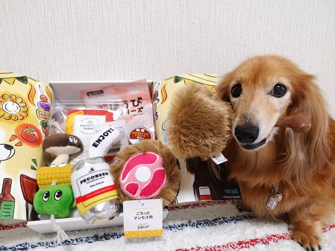 ?モデル?大地?さんのインスタグラム写真 - (?モデル?大地?Instagram)「♪🐾2019*8*28🐾 . @pecobox_official さんの 🎁pecobox🎁が 今月も🐶ボクの所に📮届いたよー🎶 😆😆😆ﾋｬｯﾎｰｲ🎶 . . pecoboxは、毎月楽しいテーマがあって😆 . 🐾その子の好みに合わせた❤可愛いオモチャや 素材にこだわったオヤツが入っている 🎁ご褒美BOXなんだって🎶🤗 . . 今月のテーマは 【🍖バーベキュー🍺】 . 【オモチャは】 . 🍺【 気分は大人！モコモコビール】 わんちゃんがビールをくわえていたら まるでオトナな気分で飲んでいるみたい！？ . 缶の部分はスクイーカー入りでピーピー音が鳴ります♪ . . 🌽【 もぐもぐBBQ串】 バーベキューには必須！？ 野菜串がおもちゃになったよ！ ガブガブしていたら もぐもぐ食べているようで可愛い！！ . とうもろこしとピーマンはピーピー鳴ります。 . . 🍖【 ごろっとマンモス肉】 こんがり焼けたワイルドなお肉TOY。 上段と下段で肉が分かれるので、 別々でも遊べます。 . 骨部分が木製になっているので 噛んでストレス解消にも！ . . 【🍖オヤツは】 . 🦘カンガルースライス 高タンパク低脂肪なオーストラリア産カンガルー肉を 素材を生かしてスライスジャーキーに仕立てました。 . 🐔国産 ささみチップストマト入り🍅 . . 🎁pecobox は、 『オモチャ＋オヤツコース』と 『オヤツコース』があって . 🐾その子のサイズ(小型犬*中型犬*大型犬)を選択したり . 【除外したい素材(オモチャ)や食材(オヤツ)】を 伝える事も出来るんだって🎶🤗 . . 途中でコースを変更する事も出来るよ🎶😉👍 . . 🐕ワンちゃん用の他に 😺ネコちゃん用もあるから 詳しくは @pecobox_officialで見てみてね〜🎶🤗 . . 来月のテーマは 【🎃ハロウィン特別号】 . 次回はハロウィン特別号！ おもちゃになった🎃カボチャや👻お化けと一緒に 🎃ハロウィンパーティー写真を撮ったり、 たくさん遊んだりして 🎃ハロウィンを盛りあげちゃおう🎶😆😆😆🎶 . . 🐾🐾🐾🐾🐾🐾🐾🐾🐾🐾🐾🐾🐾🐾 . #大地#大好き#だいすき #いつも一緒#ずっと一緒 #大地なしでは生きて行けませんw #いぬ#イヌ#犬#わんこ . #ワンコ#愛犬#いぬばか部 #犬バカ部#いぬら部#いぬすたぐらむ #犬のいる暮らし #pecoいぬ部#pecobox#pecoboxが届いたよ . #横浜#yokohama#神奈川 #バーベキュー#気分#プレゼント #ミニチュアダックスフンド#ミニチュアダックス #ダックスフンド#ダックス」8月28日 13時44分 - sachi_daichi