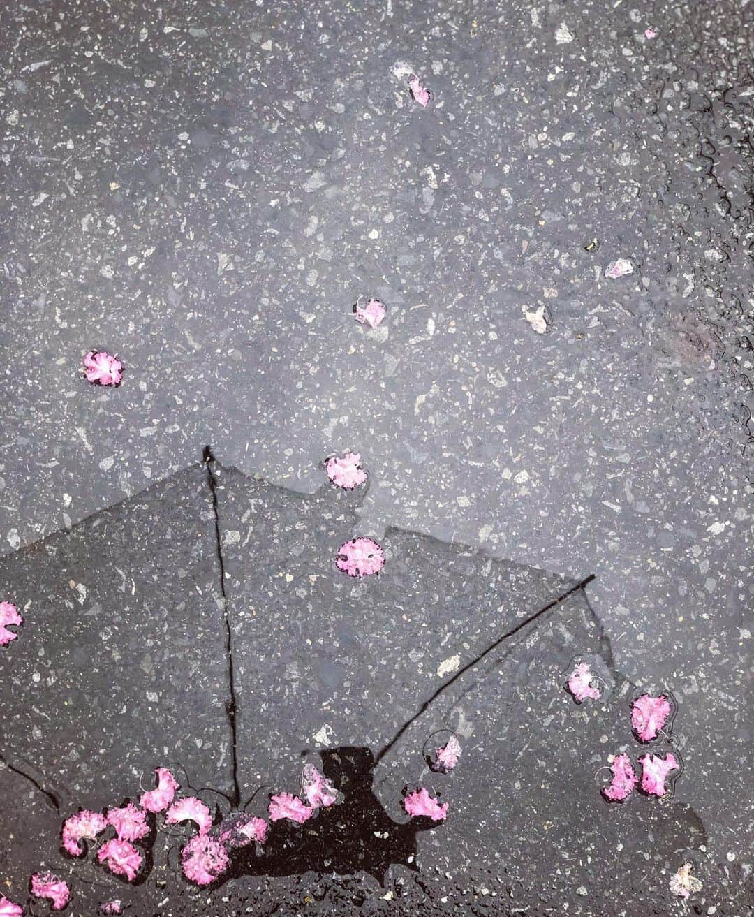 林あやのさんのインスタグラム写真 - (林あやのInstagram)「お花落ちてた🌸 #雨 #お花 #flower #flowers #rain #reiny #좋아요_한국 #좋아요반사 #좋아요그램 #좋아요태러 #좋아요환영 #인스타그램 #일상 #일상스타그램」8月28日 15時14分 - ayan0hayashi