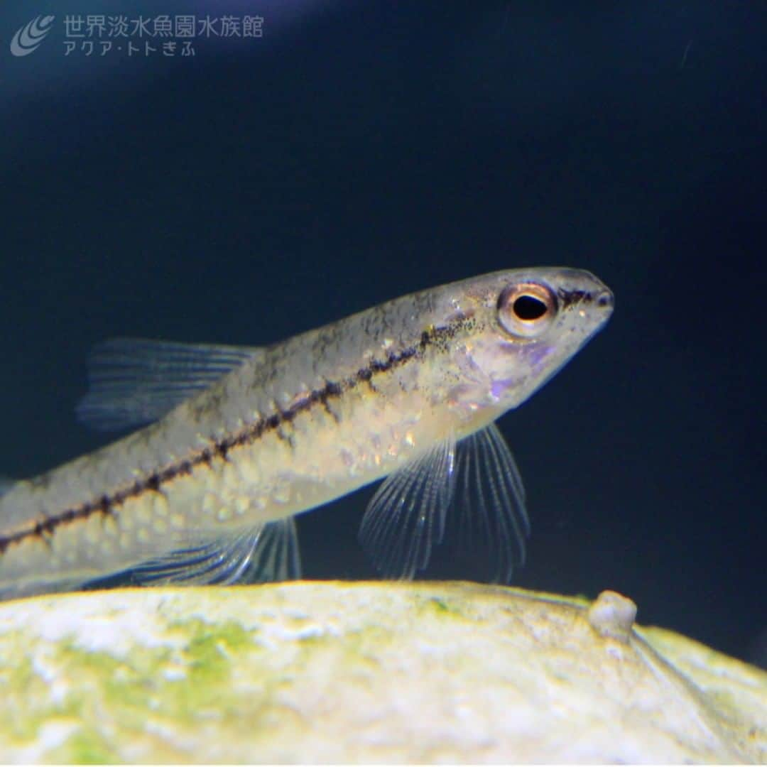 世界淡水魚園水族館 アクア・トト ぎふのインスタグラム