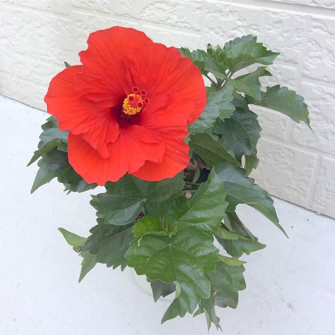 祥吉のグルメインスタ