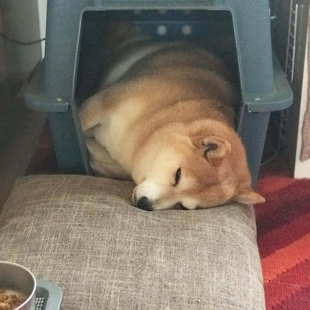 マル子のインスタグラム：「昨日は長いお留守番ご苦労様  #マル子  #柴犬  #shiba  #クレートの使い方間違ってる」
