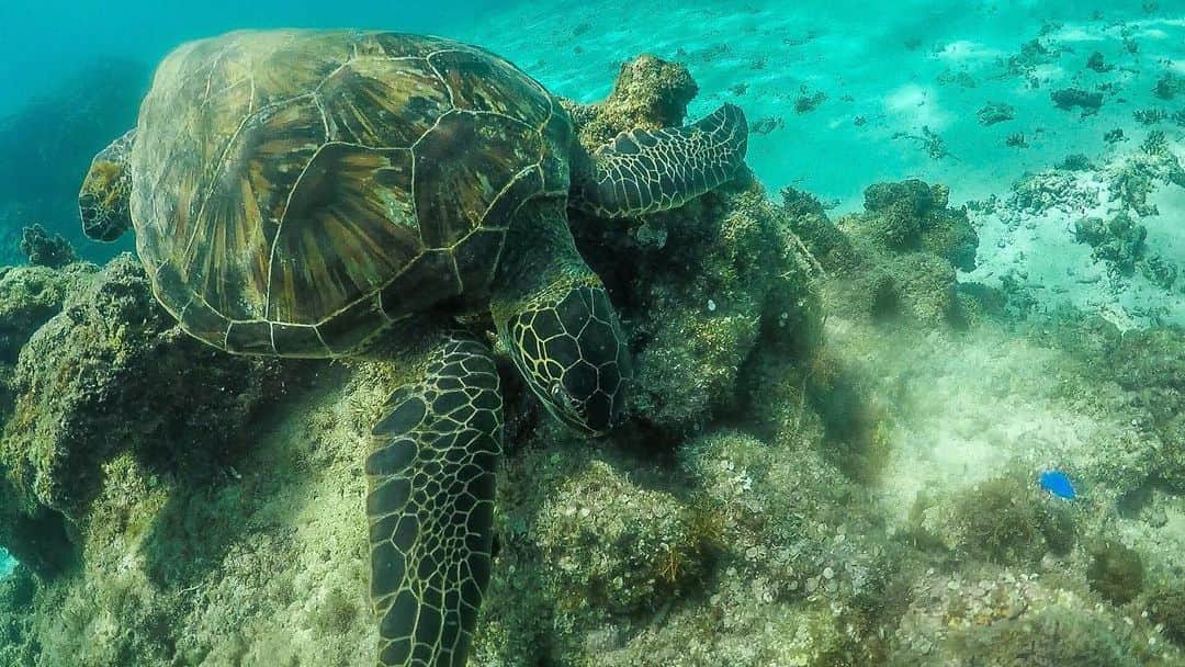のインスタグラム：「beautefull sea miyakojima❤︎ . . 今回の宮古島でのお仕事は、ウミガメ天国でした。  あらゆる場所で沢山のウミガメたちに出会えました。  海の神様幸せをありがとう。  美しい自然に触れる時は感謝のきもちを忘れずに。  亀はクラゲが大好き。 人間の捨てるビニール袋をクラゲだと間違えて食べて死んじゃうことも。  日焼け止めも海洋生物に悪影響を及ぼすリスクがあるみたいです。  美しい自然に触れる時は、マナーを私も含めて守り続けていきたい。  ゴミは自分たちで持ち帰って下さい。  #ウミガメ#ウミガメ天国#宮古島#シュノーケル#スキンダイビング#miyakojima #honu #seaturtle #japan #海のある暮らし#島暮らし#宮古島ヨガリトリート#宮古島サップヨガリトリート」