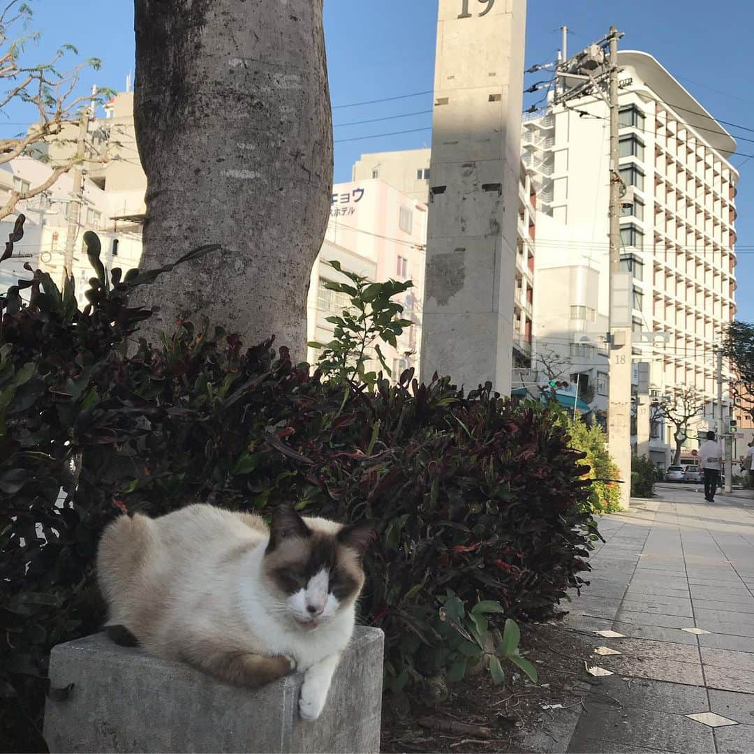 上本昌代さんのインスタグラム写真 - (上本昌代Instagram)「朝日も夕日も毎日見ても飽きない😌🌺🍖🍣海ぶどうの握りってさすが沖縄😋 I’ll never get tired of looking at the sunrise and sunset everyday... #sunset #夕日 #okinawa #沖縄 #石垣島 #那覇 #アグー豚 #海ぶどう好き #まつもと #ねこ #ぬこ #花 #nature #自然 #ocean #tbt」8月28日 16時36分 - masayomai