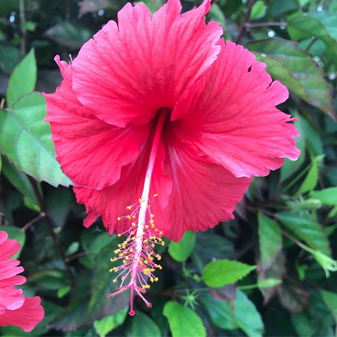 上本昌代さんのインスタグラム写真 - (上本昌代Instagram)「朝日も夕日も毎日見ても飽きない😌🌺🍖🍣海ぶどうの握りってさすが沖縄😋 I’ll never get tired of looking at the sunrise and sunset everyday... #sunset #夕日 #okinawa #沖縄 #石垣島 #那覇 #アグー豚 #海ぶどう好き #まつもと #ねこ #ぬこ #花 #nature #自然 #ocean #tbt」8月28日 16時36分 - masayomai