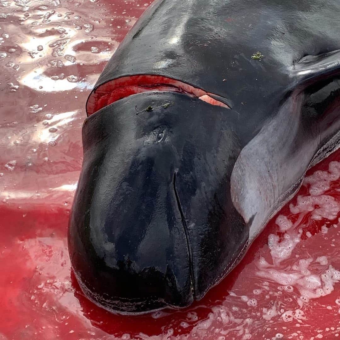 ティモシー・サイクスさんのインスタグラム写真 - (ティモシー・サイクスInstagram)「⚠WARNING GRAPHIC IMAGES⚠ IT’S HAPPENING AGAIN! Repost from @savethereef @karmagawa and @hugoclementk Yesterday, shooting for @francetvslash, I had one of the most difficult moments of my professional life. With @victor_peressetchensky and @seashepherdfrance we witnessed the killing of around 100 pilot whales in the Faroe Islands, the autonomous province of Denmark. These ultra-social and very gentle animals are protected by the Bern Convention on Wildlife. The Faroese eat dolphin meat and defend a tradition called "Grindadrap", which allowed their ancestors to survive in a hostile climate. Today, their supermarkets are full of food of all kinds, the population does not lack anything, but the dolphin hunting persists anyway. On average, 800 cetaceans are killed each year in the Faroe Islands. A few days ago, I plunged alongside @guillaumenery with pilot whales in the Mediterranean...They had been so curious, so welcoming. Complete report to follow in a few weeks — WE MUST END THIS ANIMAL CRUELTY NOW!	 Please share this important post and help the world see what’s happening here as once we spread enough awareness and there is enough public outcry then barbaric traditions like this will stop once and for all. Please share this post with your followers and tag people, celebrities and news media that need to see it and let’s get the word out to stop this cruelty from happening in the future! #endanimalcruelty #savethewhales #savethedolphins #karmagawa」8月29日 2時33分 - timothysykes